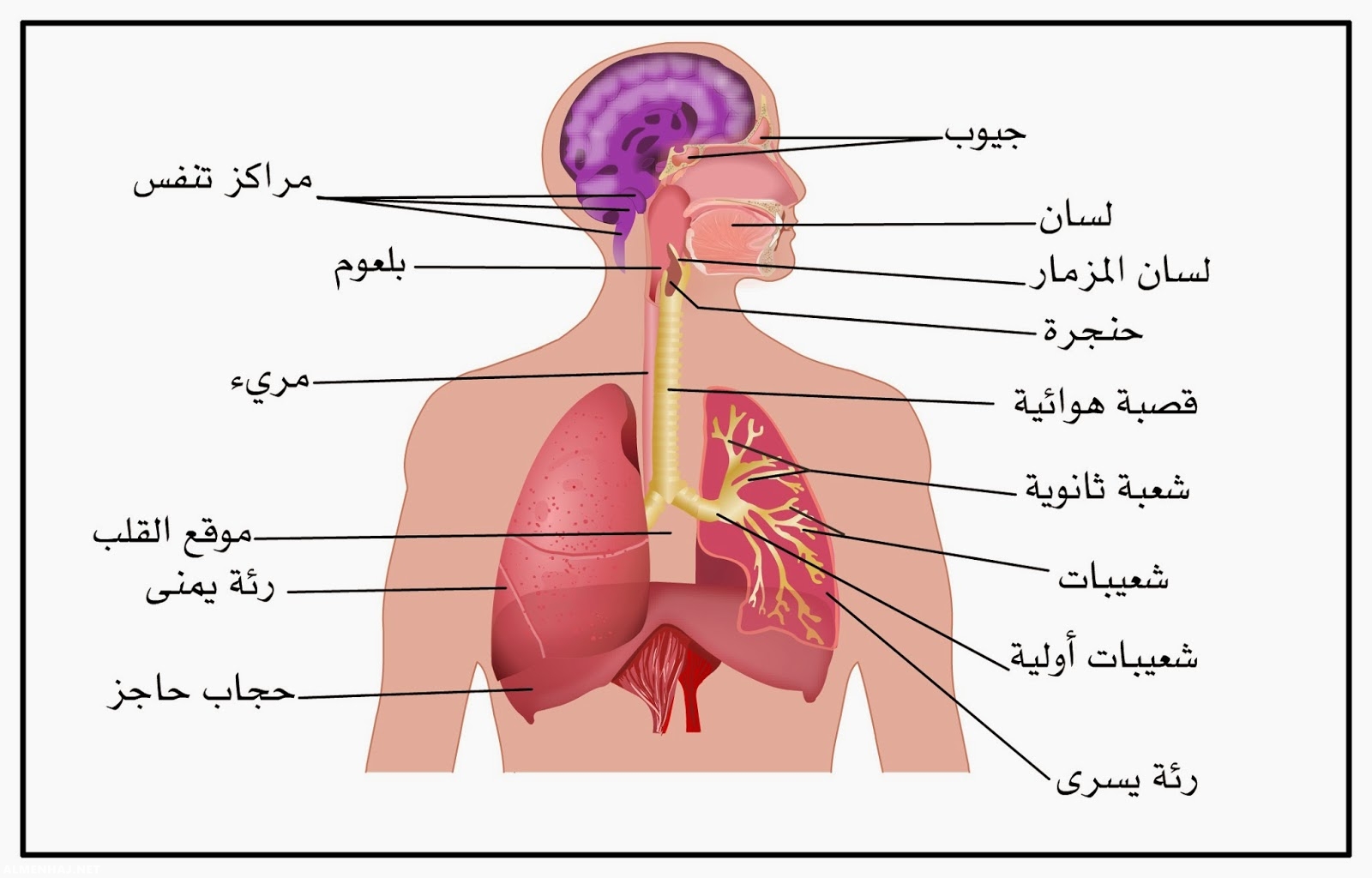 كيف تحدث عملية التنفس